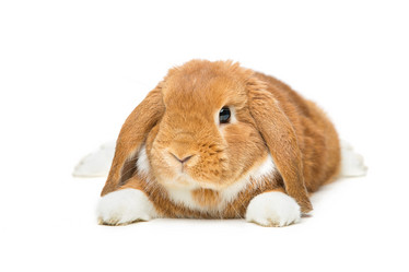 Similar image 11802444