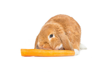 Similar image 11802445