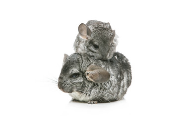 Similar image 11802482