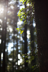 Similar image 11787418