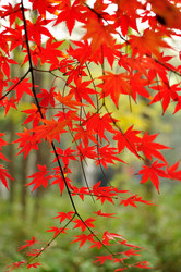 Similar image 11793449