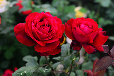 Similar image 11795284