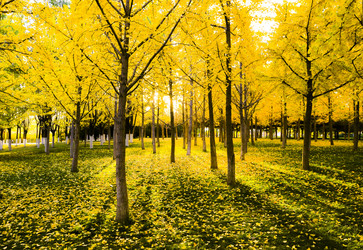 Similar image 11797502