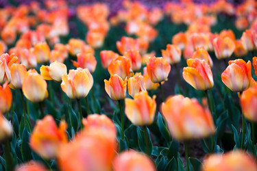 Similar image 11786509