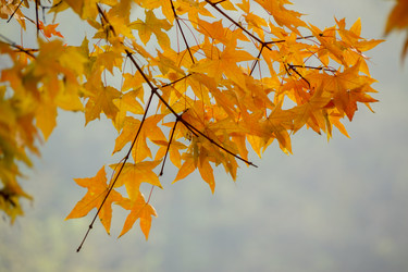 Similar image 11795215