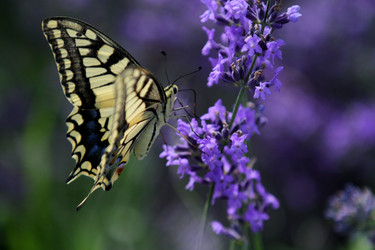 Similar image 11785887