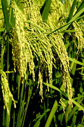 Similar image 11788140