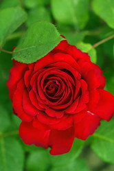 Similar image 11795185