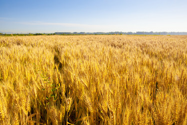 Similar image 11796033