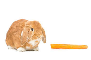 Similar image 11802584