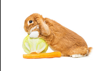 Similar image 11802667