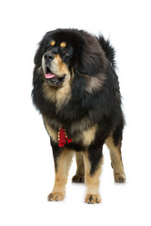 Similar image 11802592