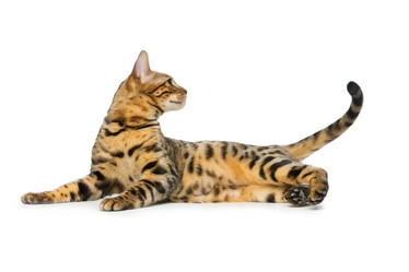 Similar image 11802694