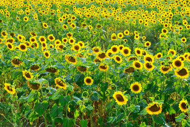 Similar image 11799967