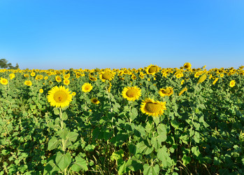 Similar image 11799418