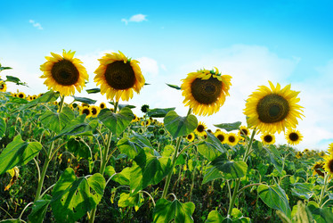 Similar image 11799423