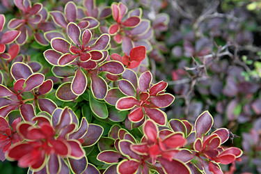 Similar image 11802852