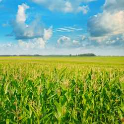 Similar image 11810489