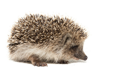 Similar image 11810479