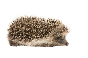 Similar image 11810482