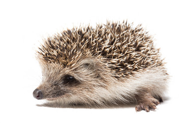 Similar image 11810483