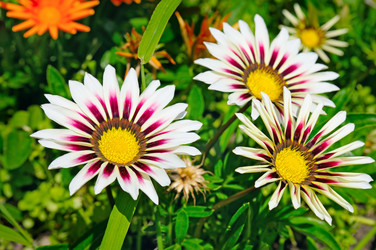 Similar image 11811557