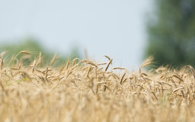 Similar image 11810607