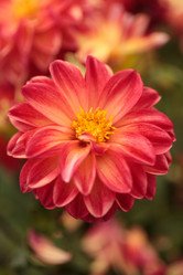 Similar image 11818319