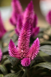 Similar image 11818874