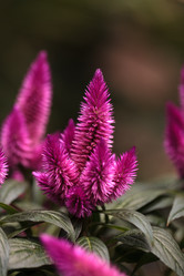 Similar image 11818876