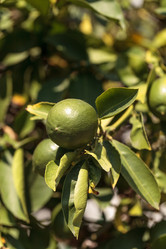 Similar image 11818390