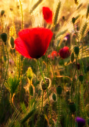 Similar image 11815165