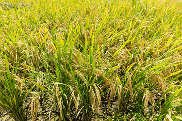 Similar image 11824250