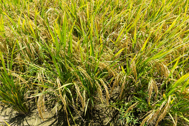 Similar image 11824290