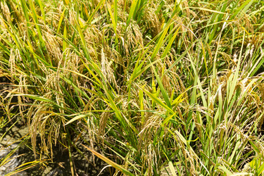 Similar image 11824291