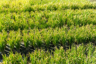 Similar image 11824324