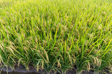 Similar image 11824364