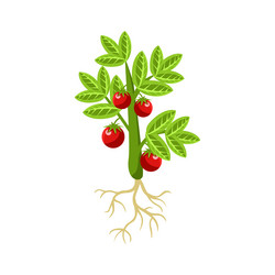 Similar image 11833534