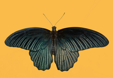 Similar image 11833388