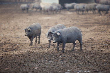 Similar image 11828811