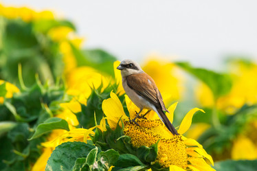 Similar image 11836553