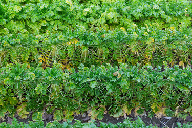 Similar image 11852956