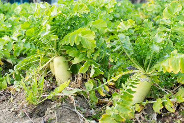 Similar image 11851061