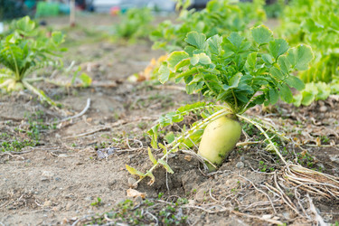 Similar image 11851062