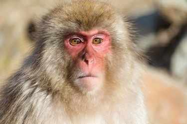 Similar image 11851465