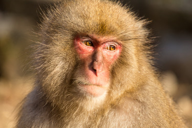 Similar image 11851744