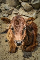 Similar image 11842006