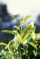 Similar image 11865791