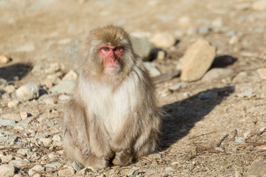 Similar image 11852495