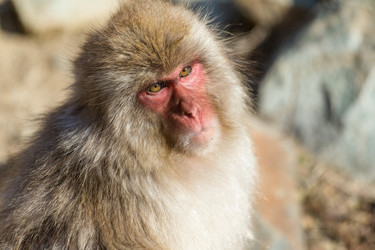 Similar image 11852533